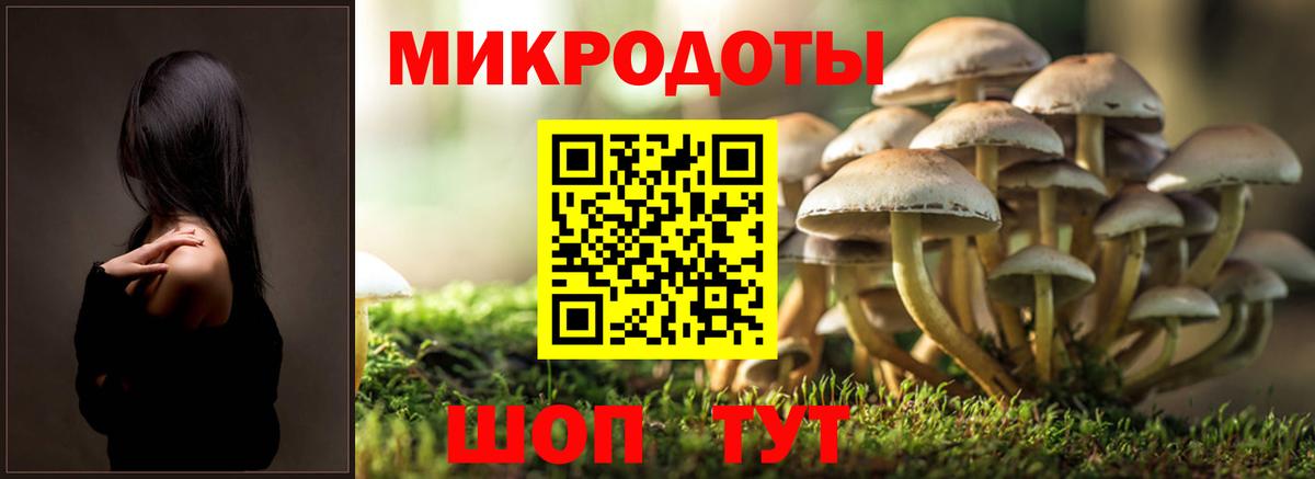 Псилоцибиновые грибы Cubensis Тимашёвск